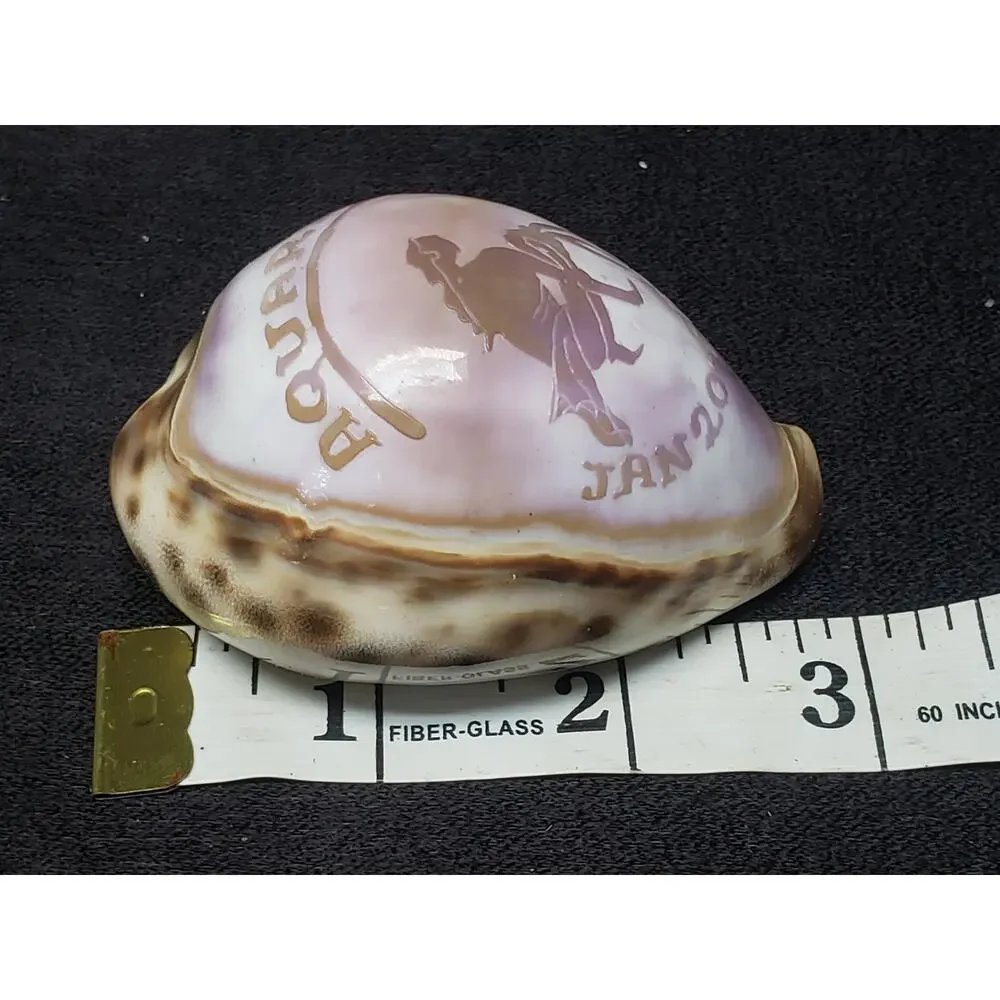 Aquarius Astrology January 20 -  February 20 Tiger Cowrie Seashell Horoscope